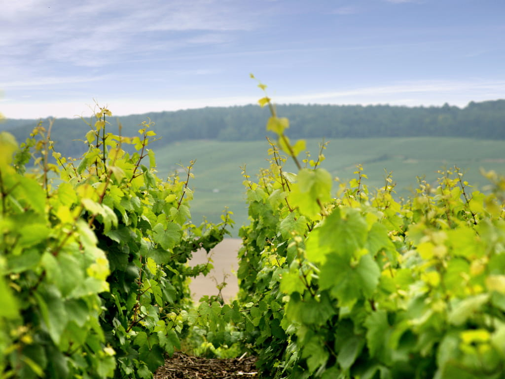 Vignoble