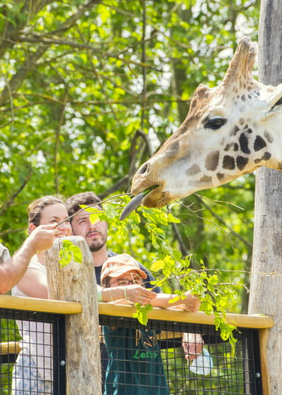 Girafe - Rhinoceros - Zoo d'Amnéville