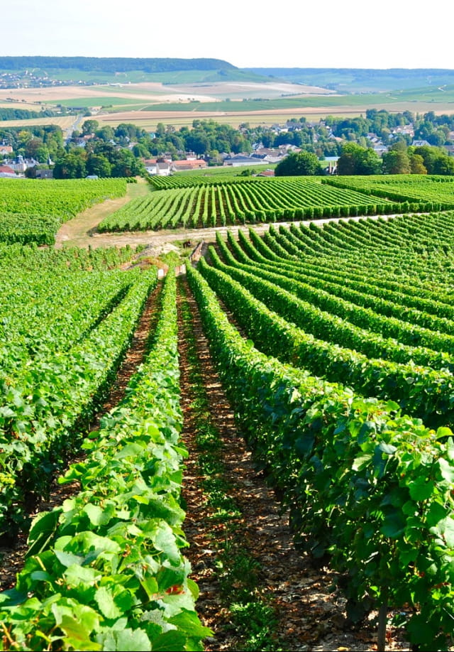 Vignoble en Marne