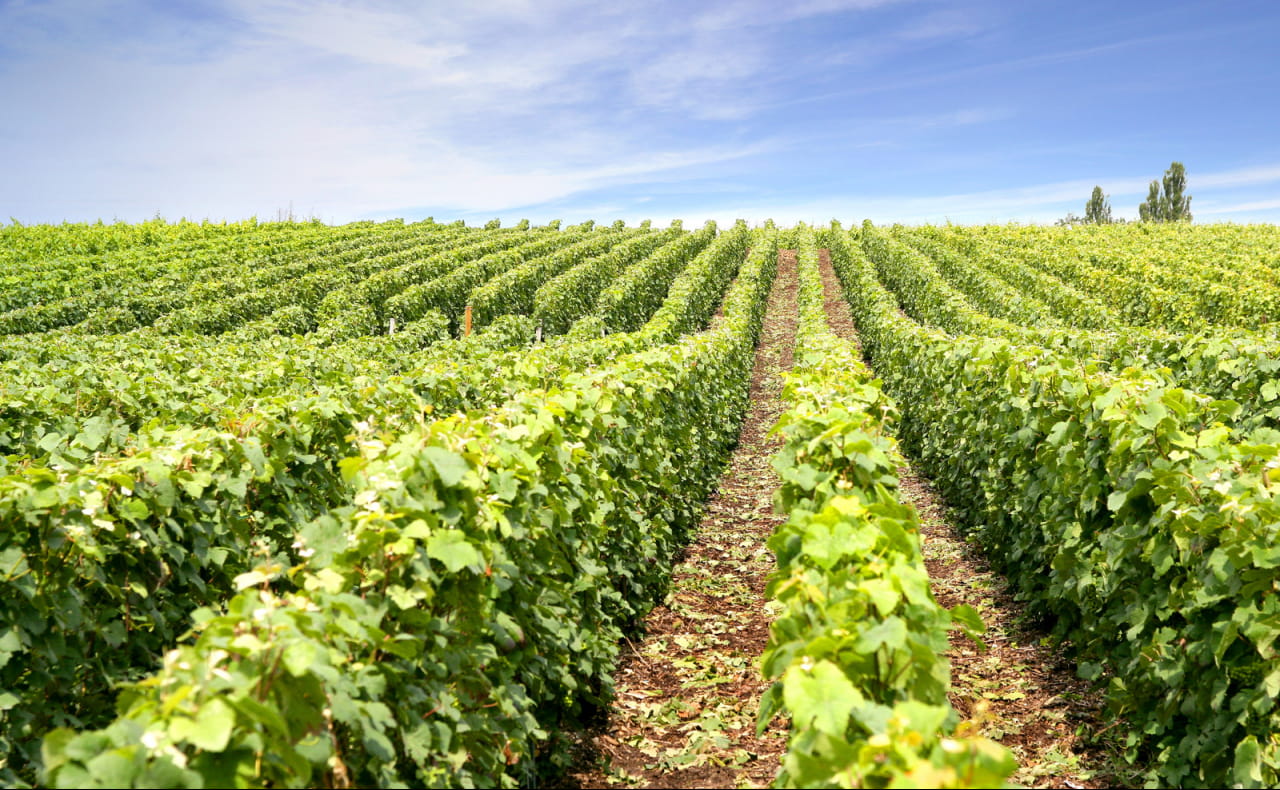 vignoble