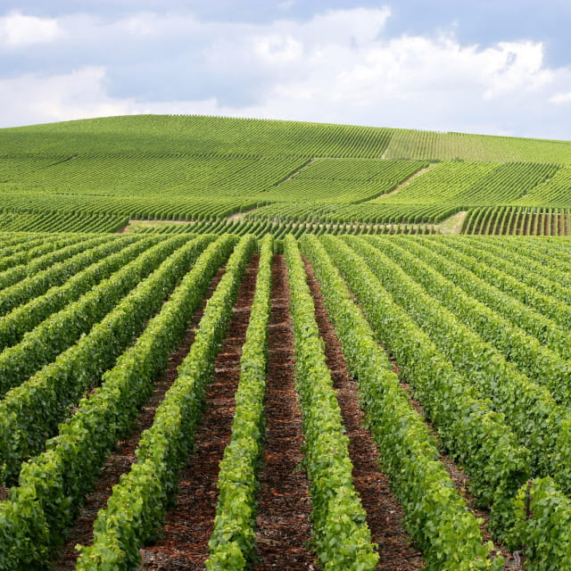 Vignoble