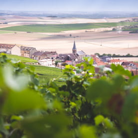 Les vignes de Champagne