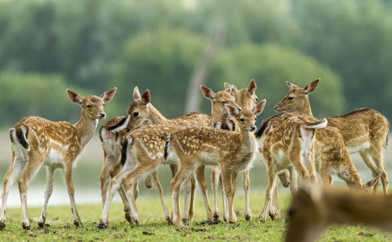 Parc animalier de Sainte Croix