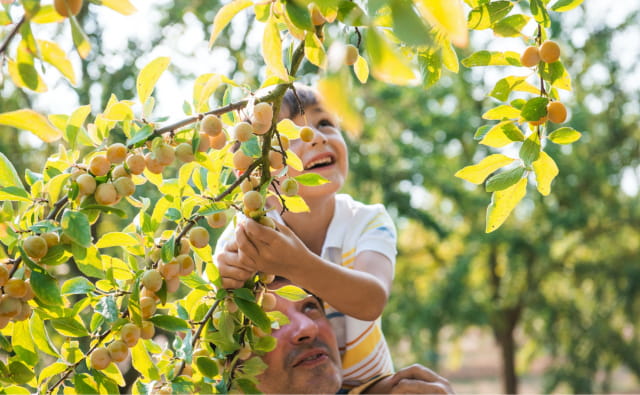 Récolte des mirabelles