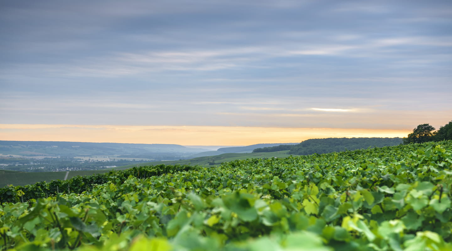La Champagne en fête. Mutigny_le_sentier_des_vignerons