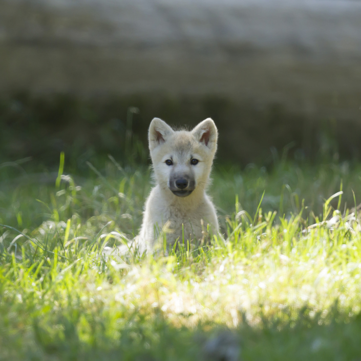 Louveteau arctique