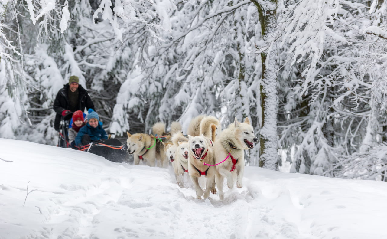 Balade-en-chiens-de-trainea