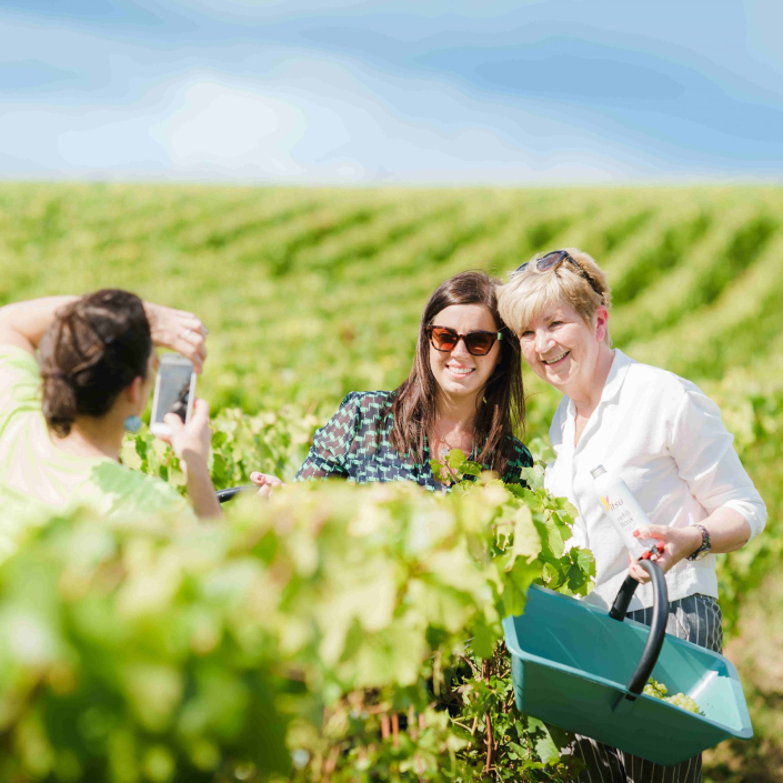 Les vendanges en Champagne