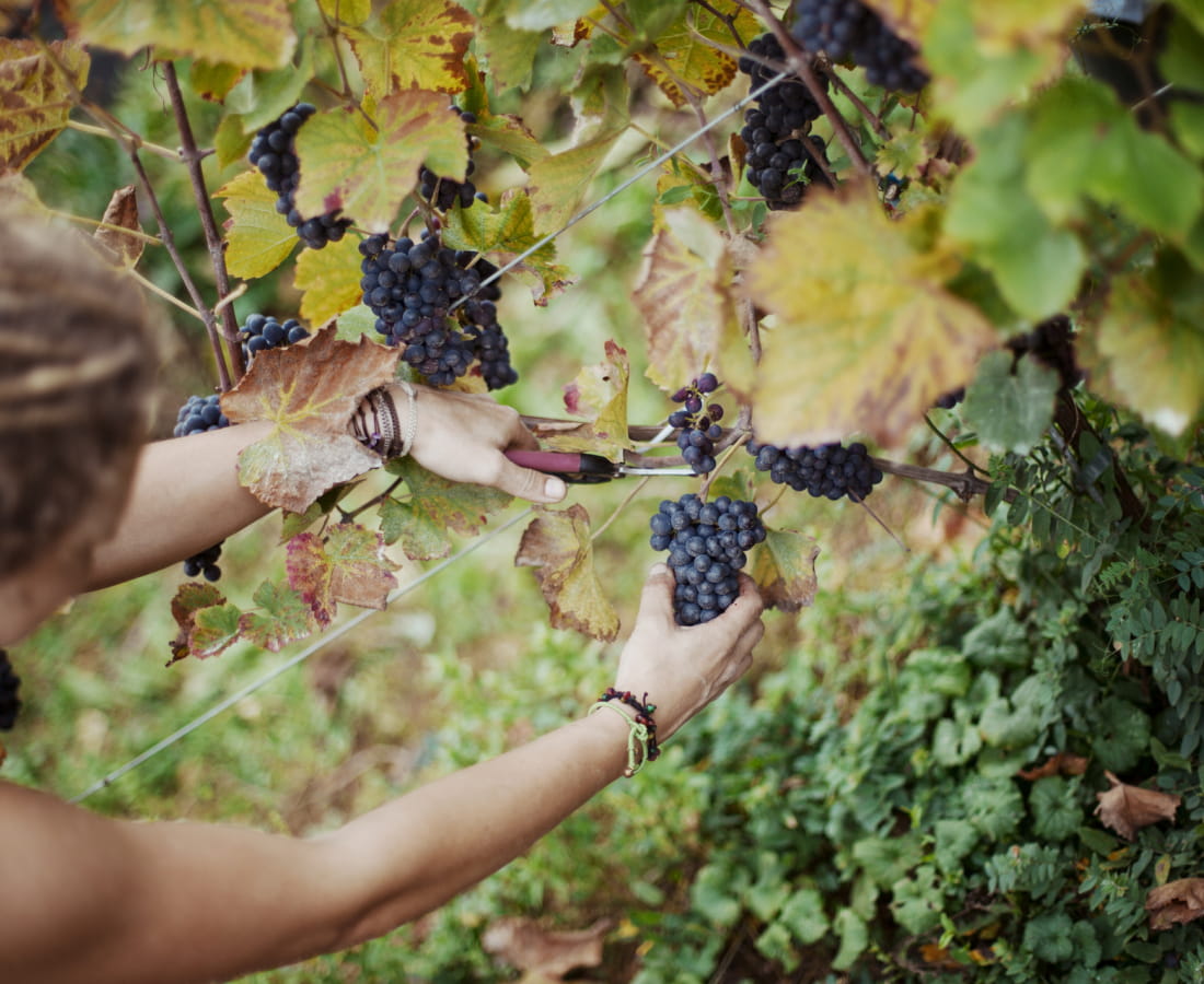 Vendanges