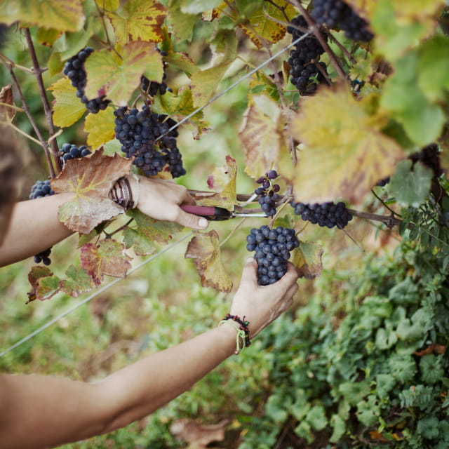 Vendanges
