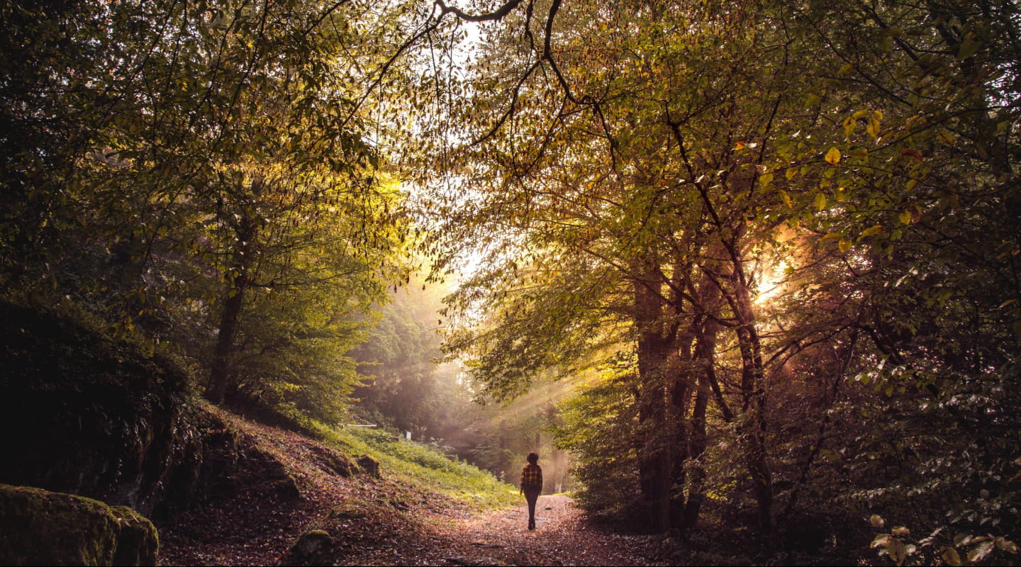 Forêt de Pierre Percée