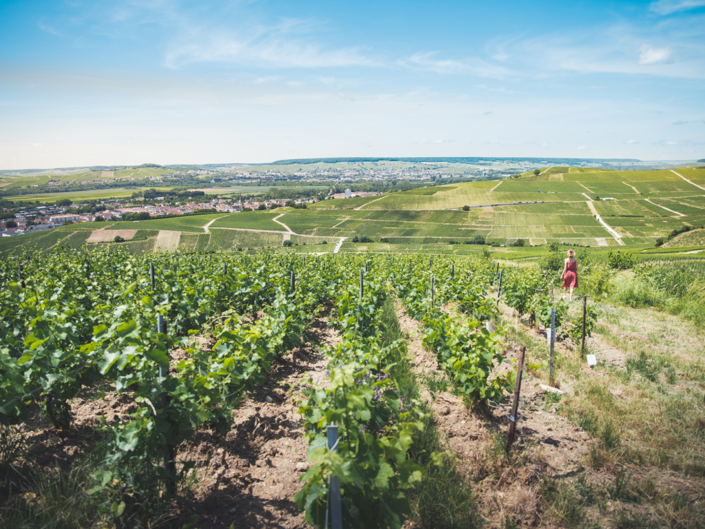 Vignoble de Champagne