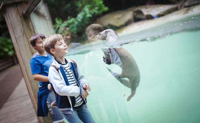 Zoo d'Amnéville, piscine loutre, interaction avec enfants