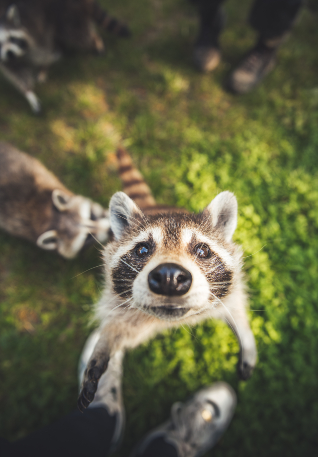 Raton laveur au zoo d'Amnéville