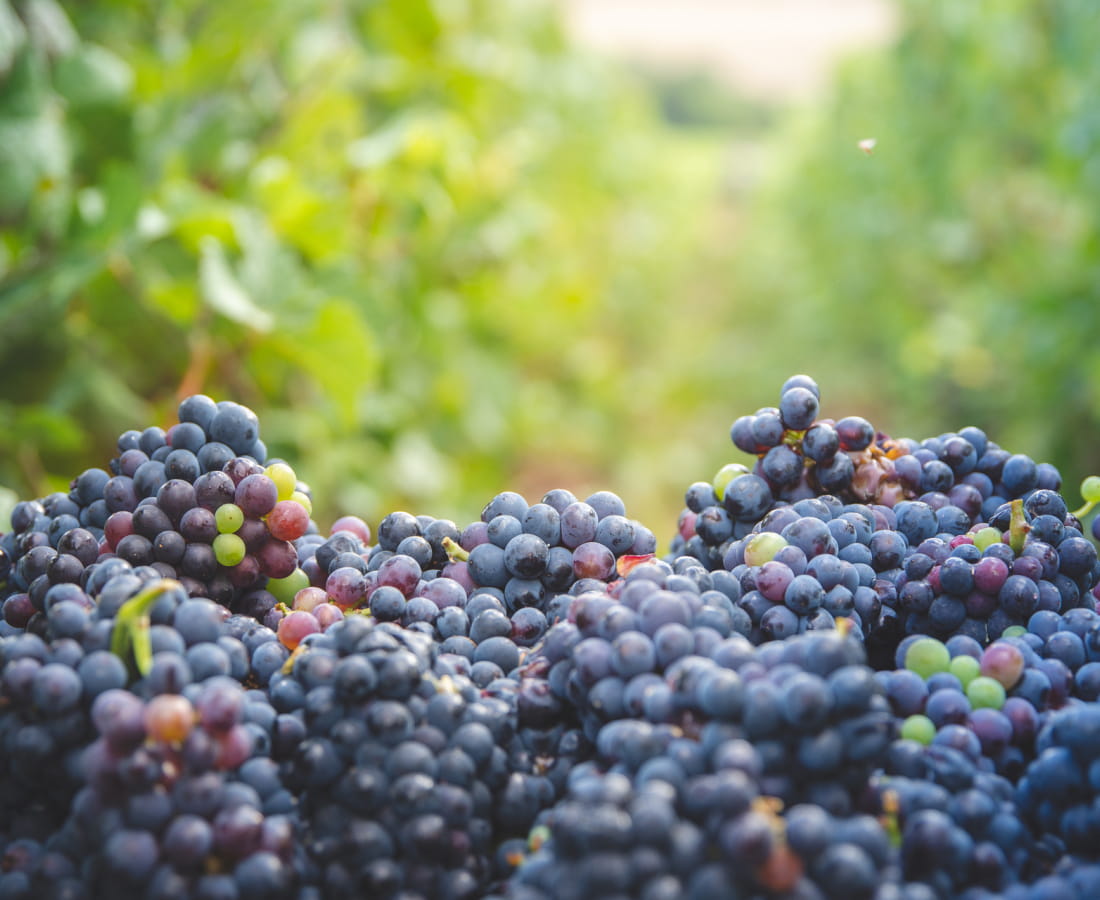 Vendanges et raisin