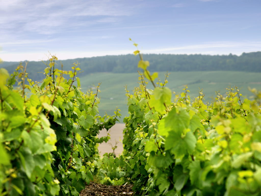 Vignoble