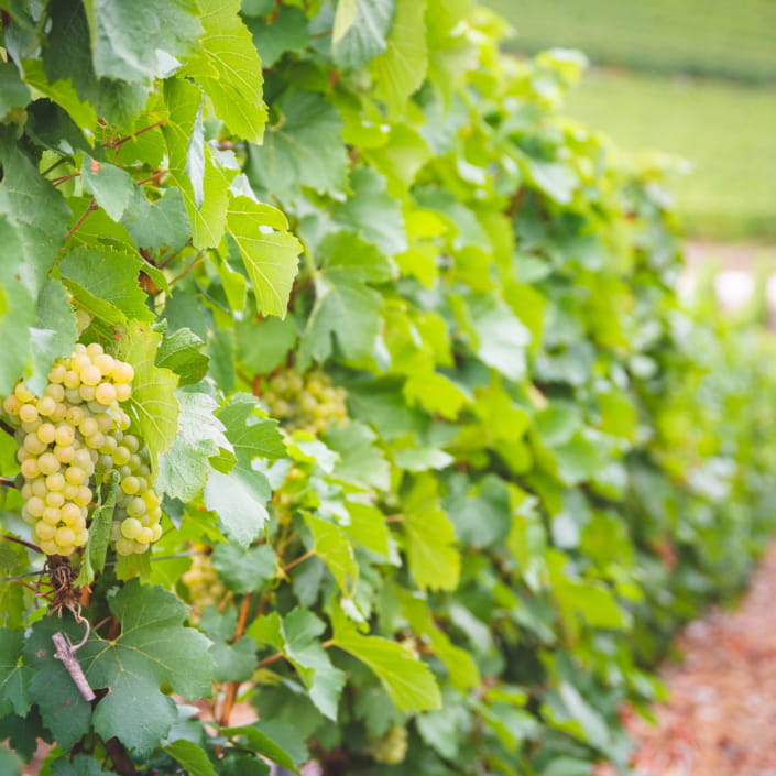 Les vendanges