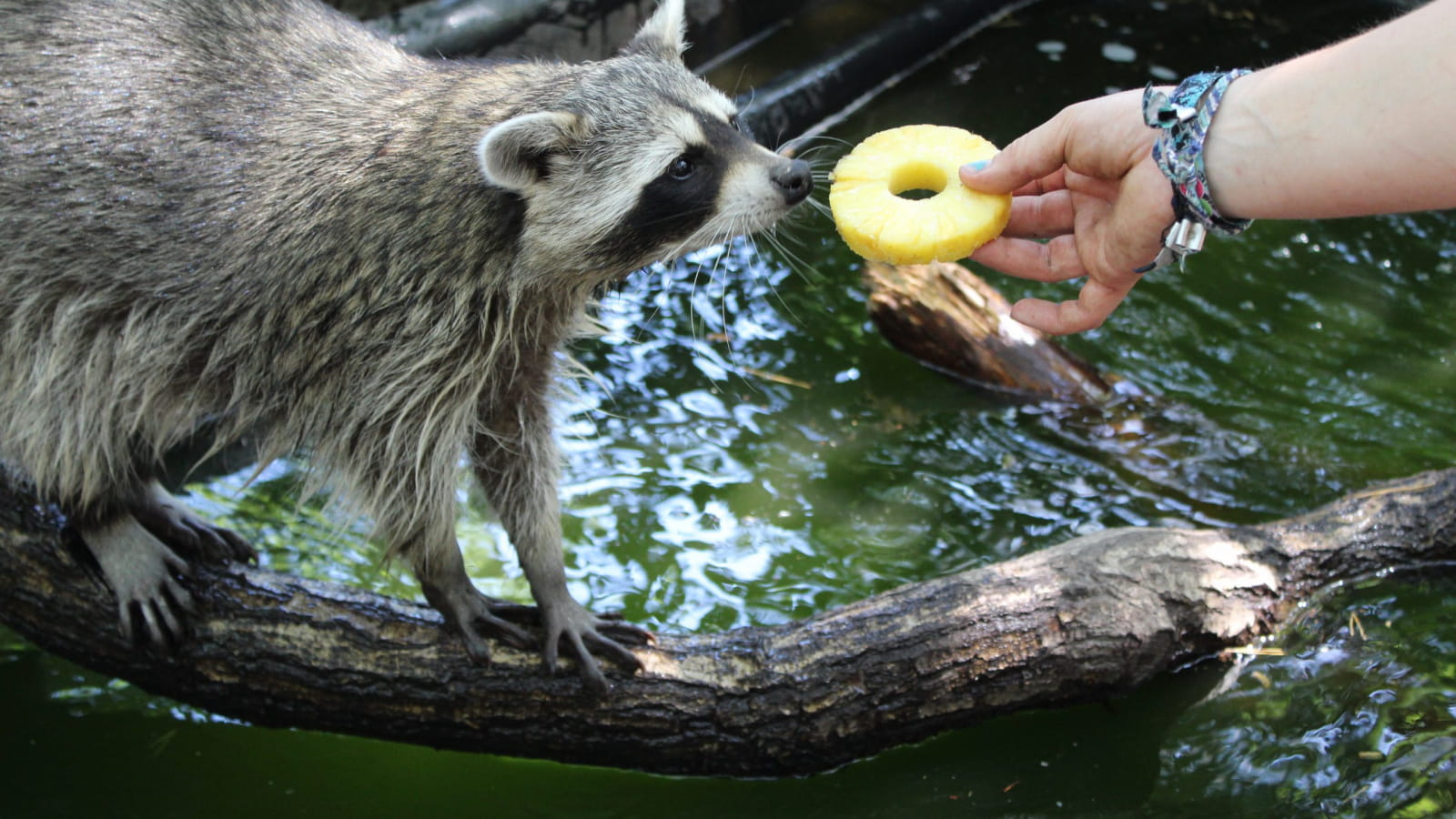 Au Parc Argonne Découverte les ratons laveurs apprécient les fruits frais