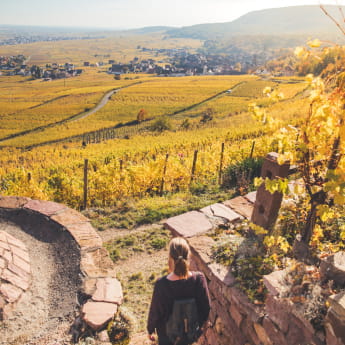 Balade dans le vignoble