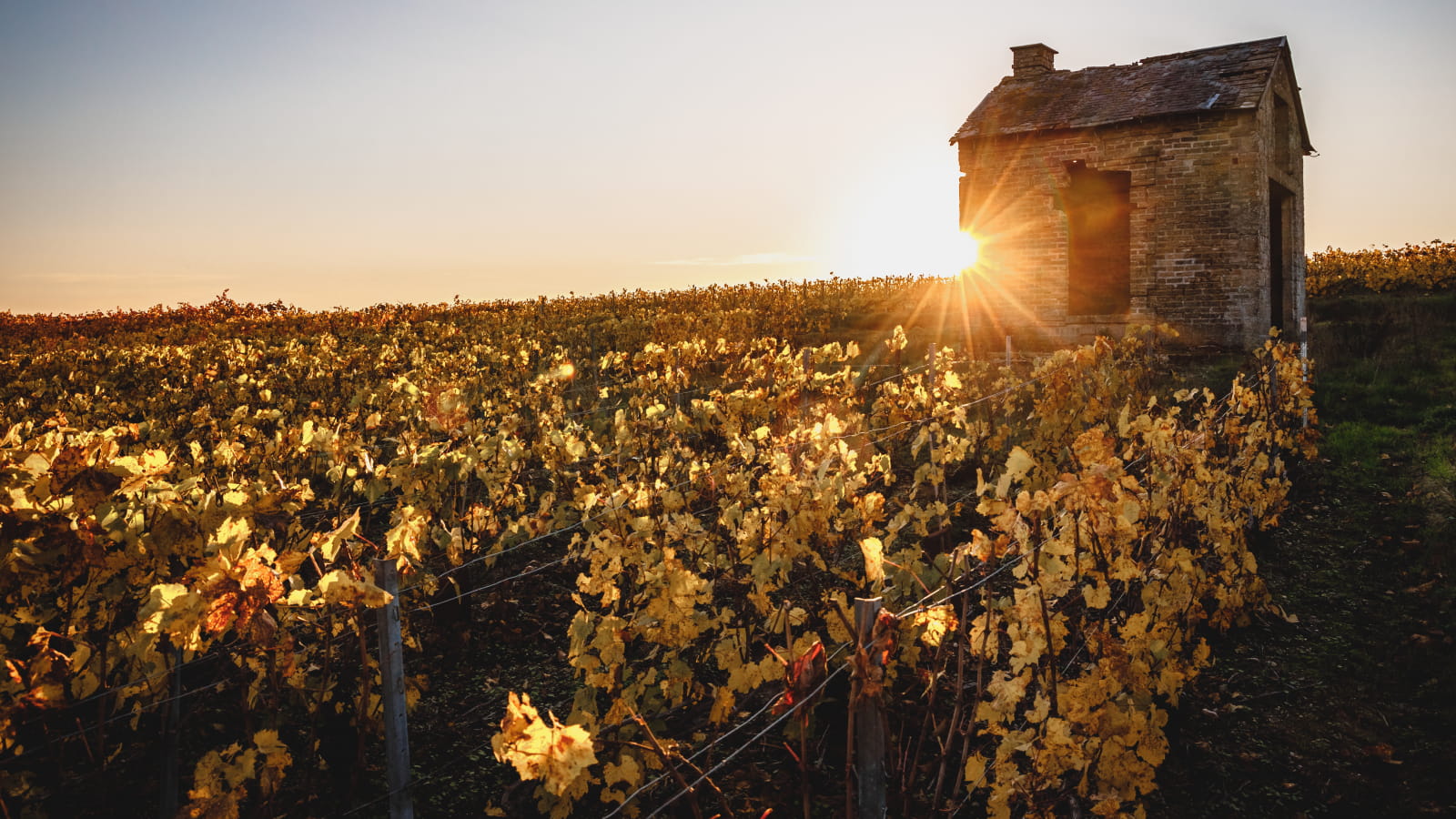 Coucher de soleil sur le vignoble de Champagne